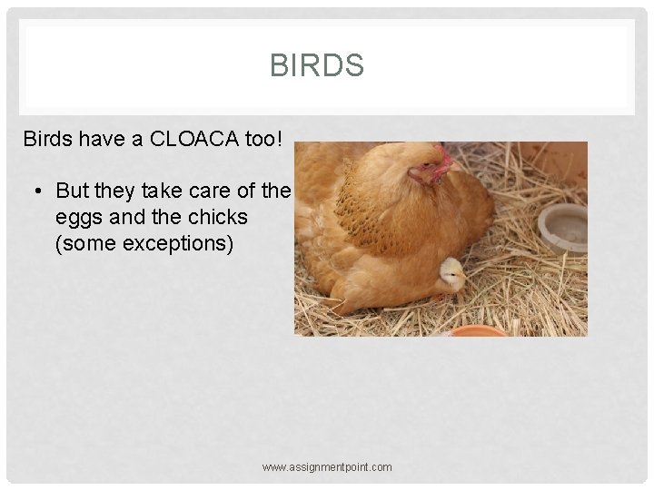 BIRDS Birds have a CLOACA too! • But they take care of the eggs