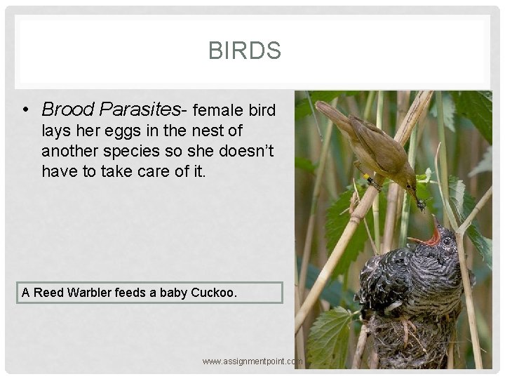 BIRDS • Brood Parasites- female bird lays her eggs in the nest of another