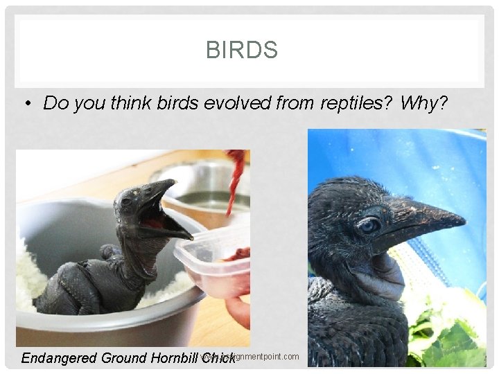 BIRDS • Do you think birds evolved from reptiles? Why? Endangered Ground Hornbill www.