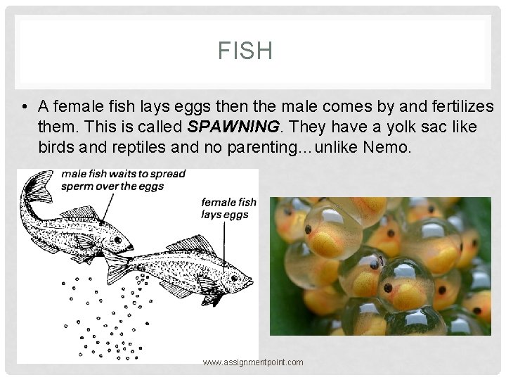 FISH • A female fish lays eggs then the male comes by and fertilizes
