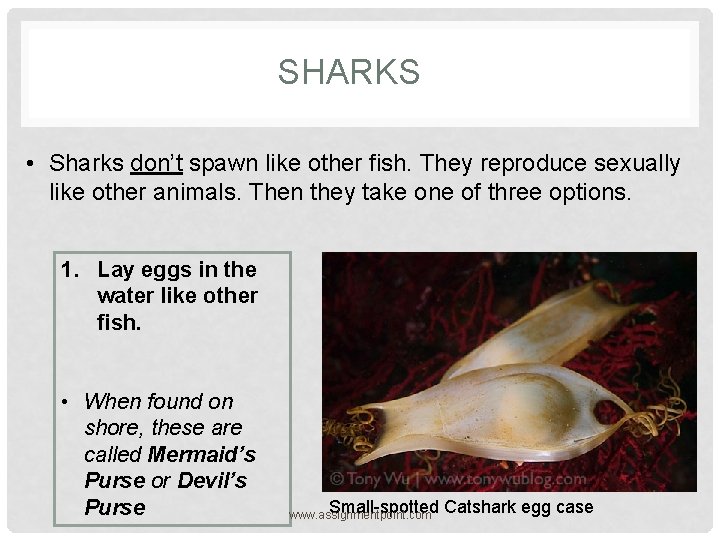 SHARKS • Sharks don’t spawn like other fish. They reproduce sexually like other animals.
