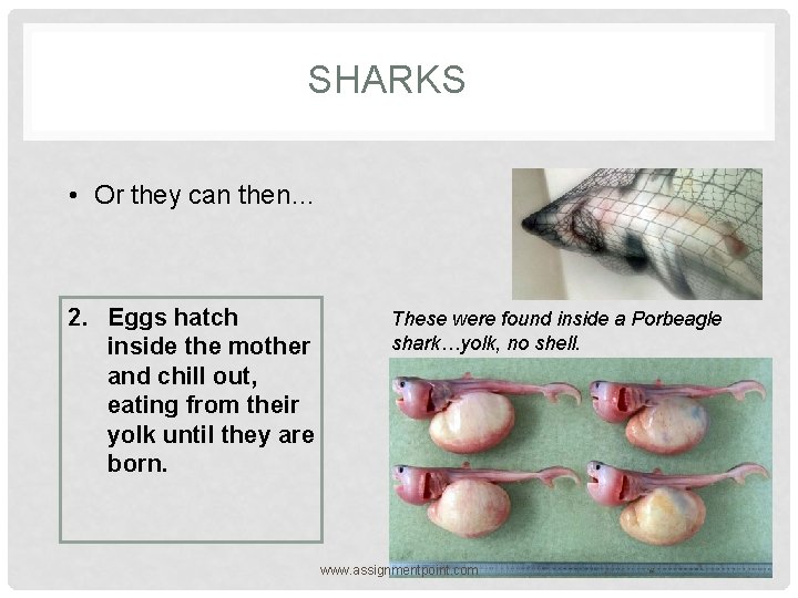 SHARKS • Or they can then… 2. Eggs hatch inside the mother and chill