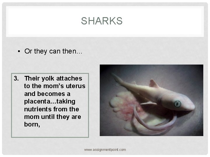 SHARKS • Or they can then… 3. Their yolk attaches to the mom’s uterus