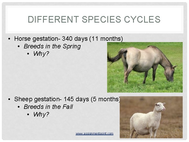 DIFFERENT SPECIES CYCLES • Horse gestation- 340 days (11 months) • Breeds in the