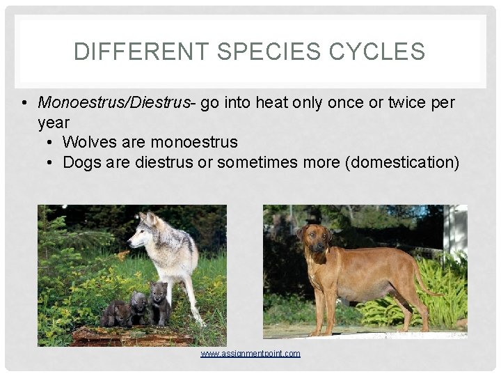 DIFFERENT SPECIES CYCLES • Monoestrus/Diestrus- go into heat only once or twice per year