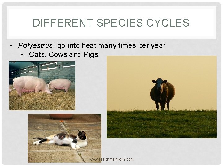 DIFFERENT SPECIES CYCLES • Polyestrus- go into heat many times per year • Cats,