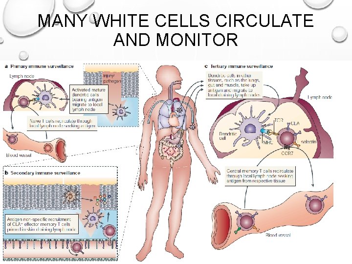 MANY WHITE CELLS CIRCULATE AND MONITOR 