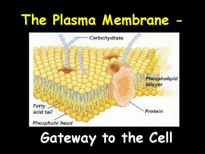 The Plasma Membrane - Gateway to the Cell 1 