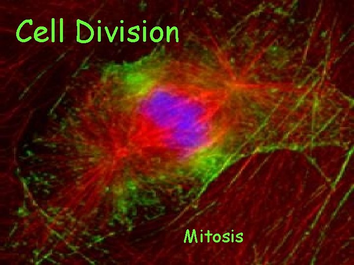 Cell Division Mitosis 
