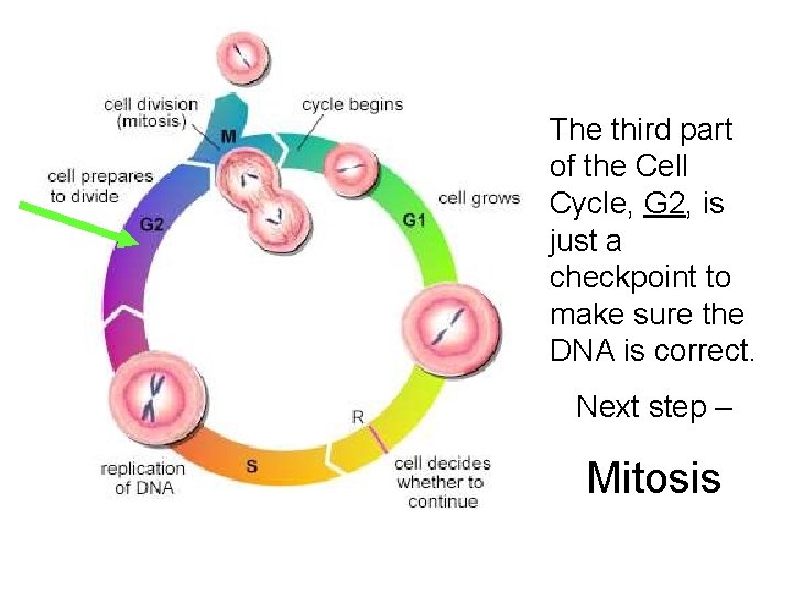 The third part of the Cell Cycle, G 2, is just a checkpoint to