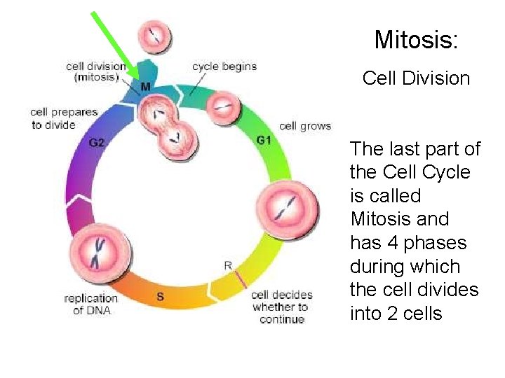 Mitosis: Cell Division The last part of the Cell Cycle is called Mitosis and
