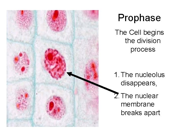 Prophase The Cell begins the division process 1. The nucleolus disappears, 2. The nuclear