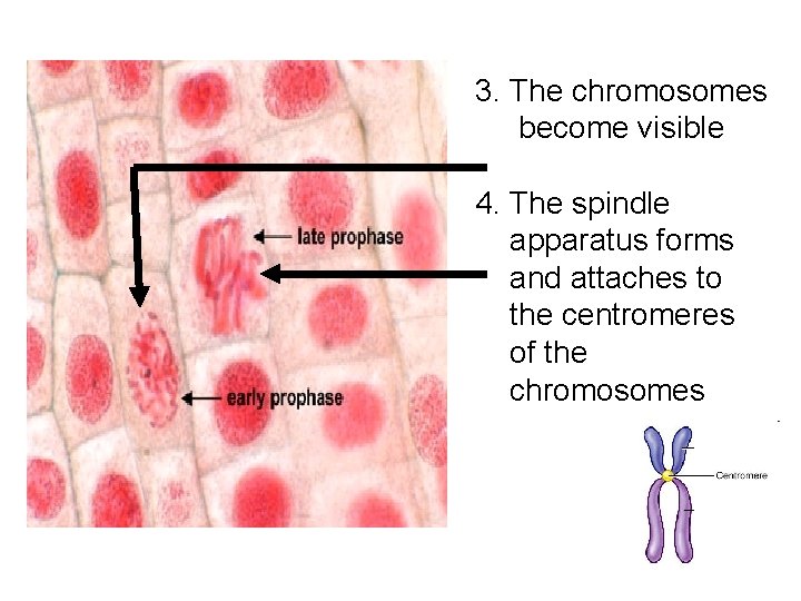 3. The chromosomes become visible 4. The spindle apparatus forms and attaches to the