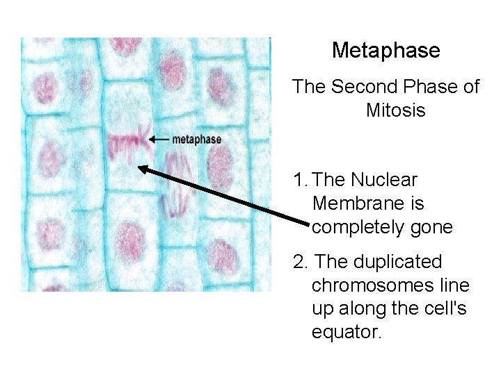 Metaphase The Second Phase of Mitosis 1. The Nuclear Membrane is completely gone 2.