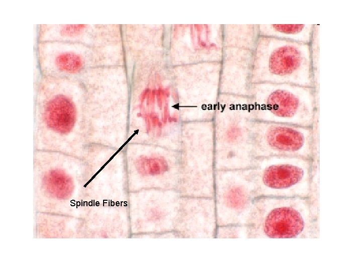 Spindle Fibers 