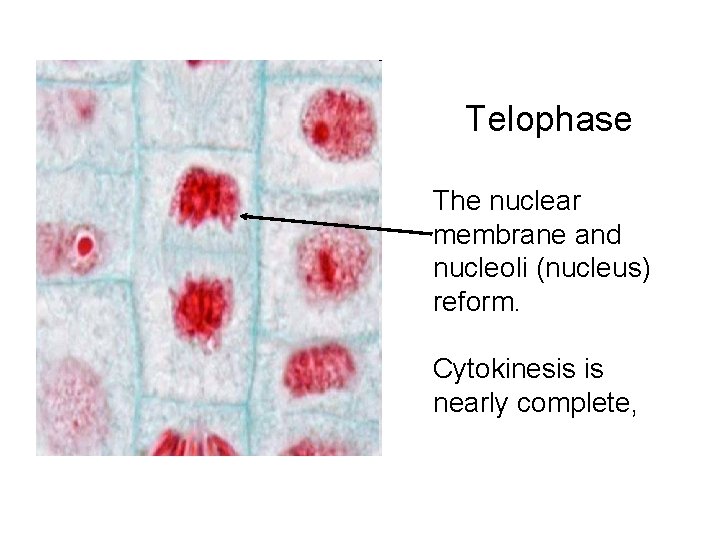 Telophase The nuclear membrane and nucleoli (nucleus) reform. Cytokinesis is nearly complete, 