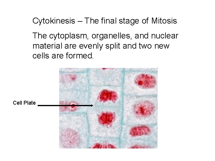 Cytokinesis – The final stage of Mitosis The cytoplasm, organelles, and nuclear material are
