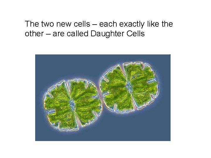 The two new cells – each exactly like the other – are called Daughter