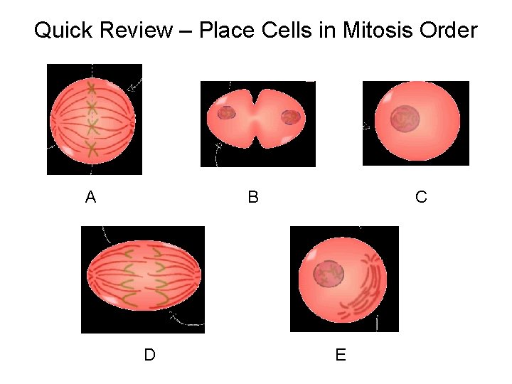 Quick Review – Place Cells in Mitosis Order A B D C E 