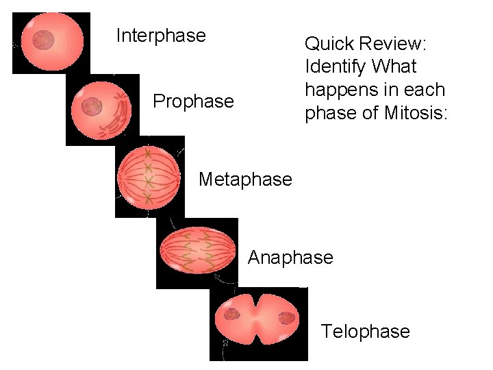 Interphase Quick Review: Identify What happens in each phase of Mitosis: Prophase Metaphase Anaphase