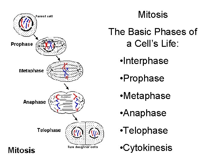 Mitosis The Basic Phases of a Cell’s Life: • Interphase • Prophase • Metaphase