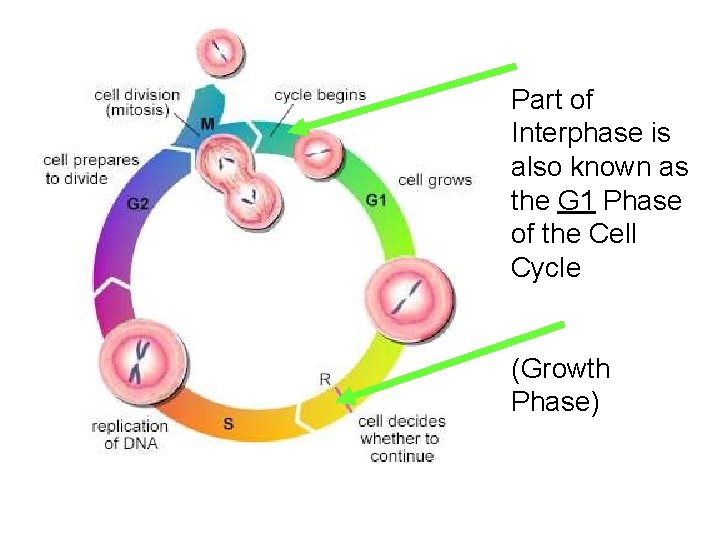 Part of Interphase is also known as the G 1 Phase of the Cell