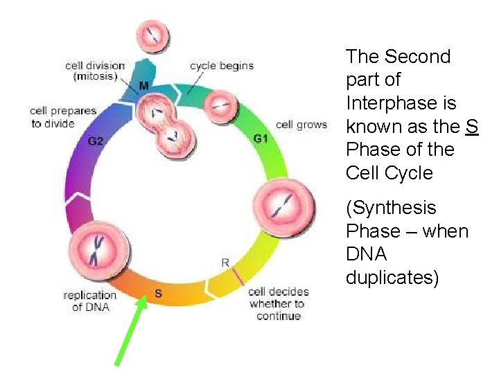 The Second part of Interphase is known as the S Phase of the Cell