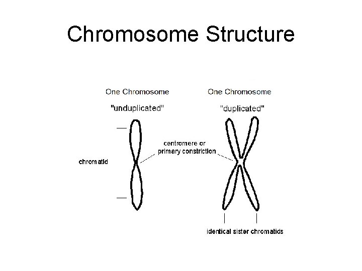 Chromosome Structure 