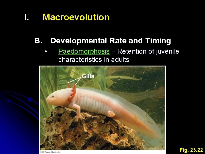 I. Macroevolution B. Developmental Rate and Timing • Paedomorphosis – Retention of juvenile characteristics
