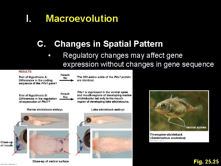 I. Macroevolution C. Changes in Spatial Pattern • Regulatory changes may affect gene expression