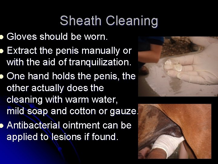 Sheath Cleaning Gloves should be worn. l Extract the penis manually or with the