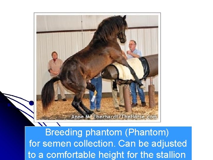 Breeding phantom (Phantom) for semen collection. Can be adjusted to a comfortable height for