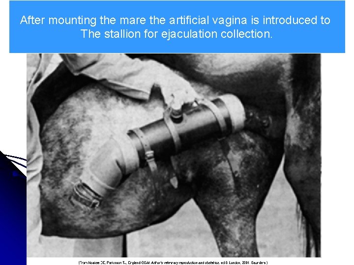 After mounting the mare the artificial vagina is introduced to The stallion for ejaculation