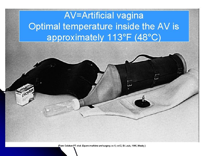 AV=Artificial vagina Optimal temperature inside the AV is approximately 113°F (48°C) 