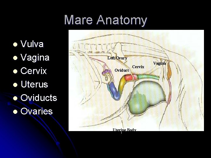 Mare Anatomy Vulva l Vagina l Cervix l Uterus l Oviducts l Ovaries l