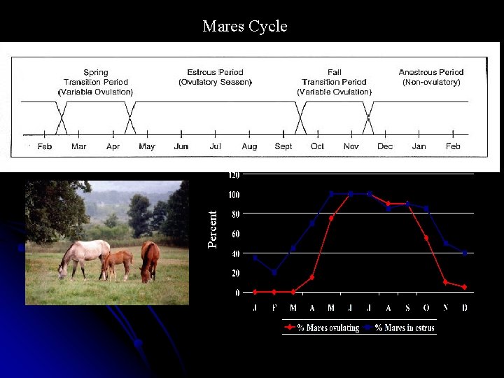 Percent Mares Cycle 