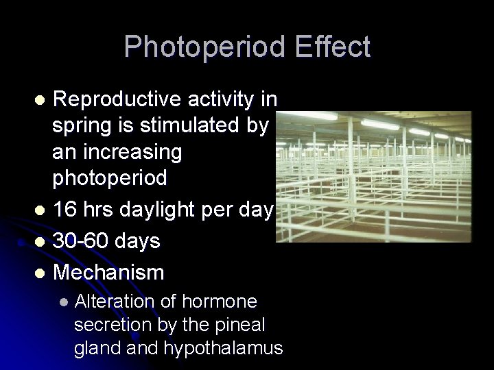 Photoperiod Effect Reproductive activity in spring is stimulated by an increasing photoperiod l 16