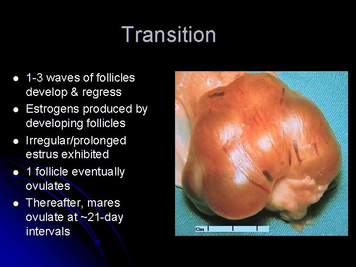 Transition l l l 1 -3 waves of follicles develop & regress Estrogens produced