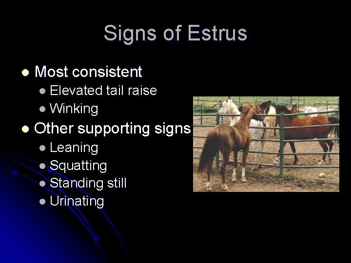 Signs of Estrus l Most consistent l Elevated tail raise l Winking l Other