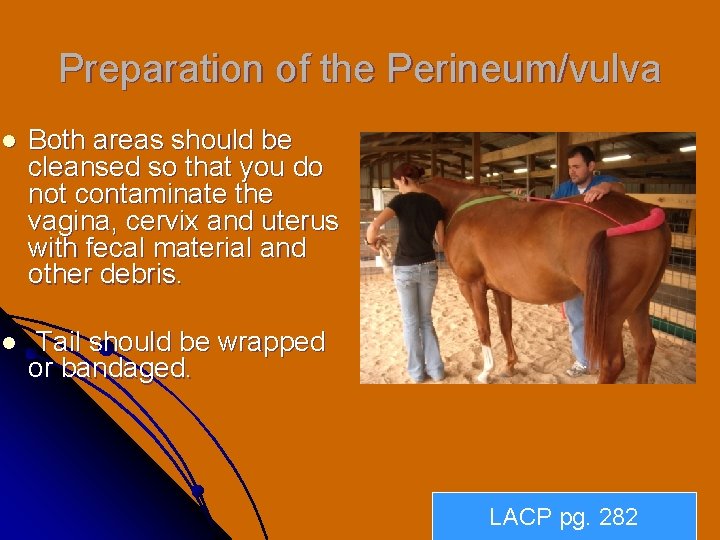 Preparation of the Perineum/vulva l Both areas should be cleansed so that you do