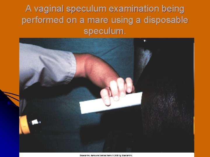 A vaginal speculum examination being performed on a mare using a disposable speculum. 