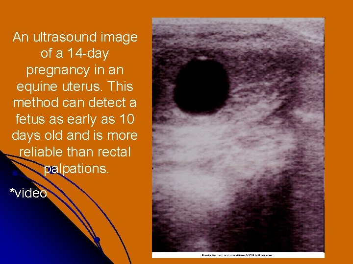 An ultrasound image of a 14 -day pregnancy in an equine uterus. This method