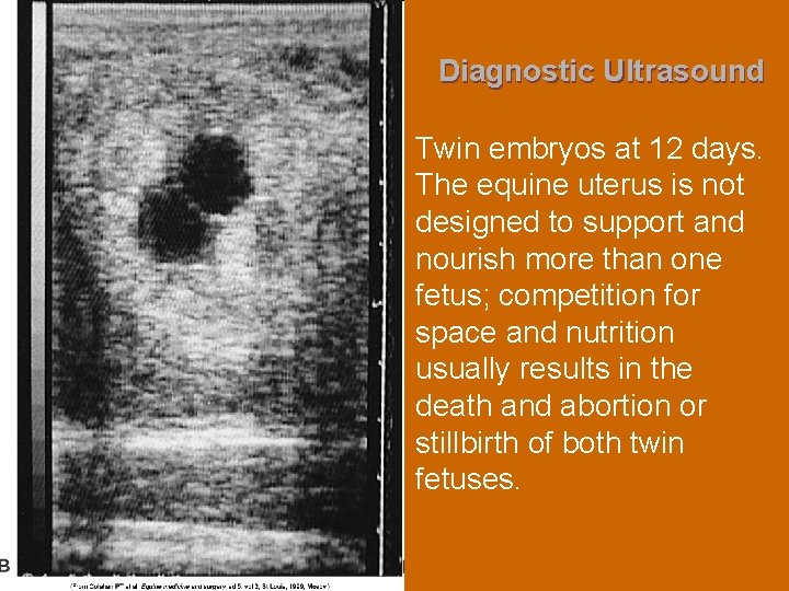 Diagnostic Ultrasound Twin embryos at 12 days. The equine uterus is not designed to