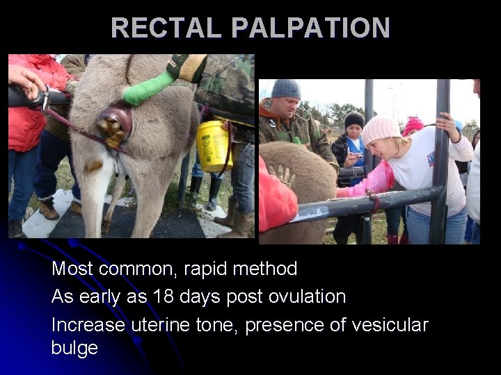 RECTAL PALPATION Most common, rapid method As early as 18 days post ovulation Increase