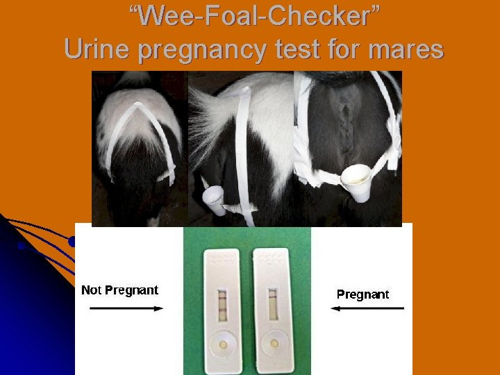 “Wee-Foal-Checker” Urine pregnancy test for mares 