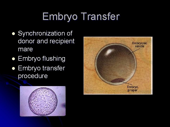 Embryo Transfer l l l Synchronization of donor and recipient mare Embryo flushing Embryo