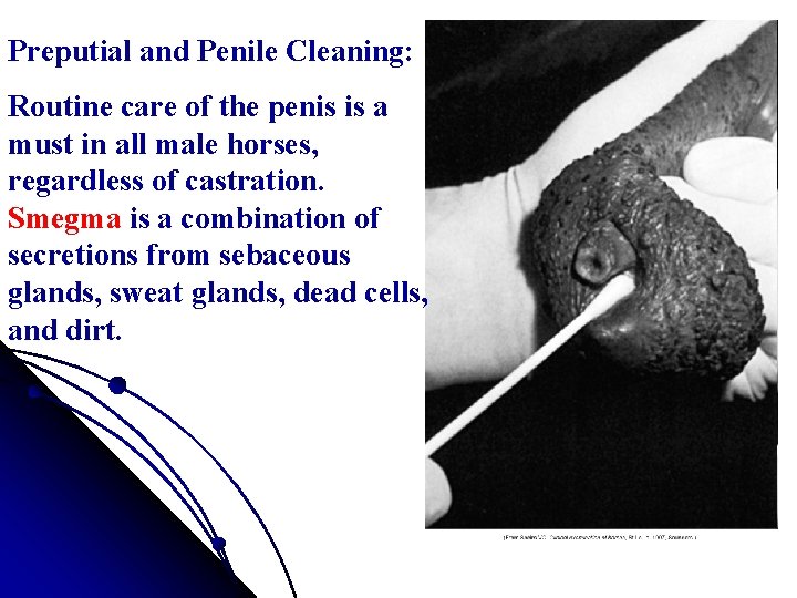 Preputial and Penile Cleaning: Routine care of the penis is a must in all