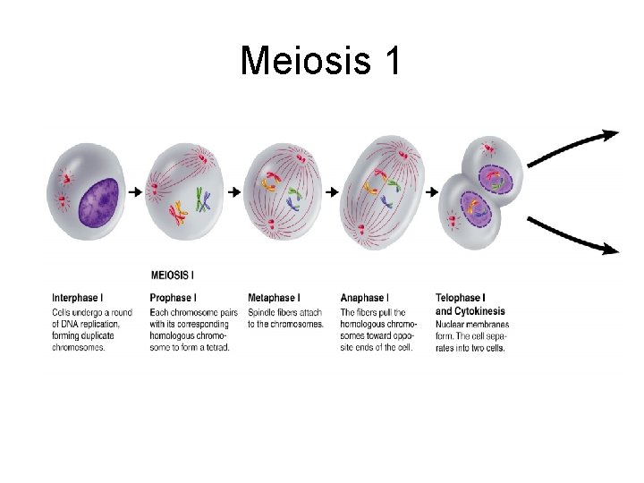 Meiosis 1 Meiosis 1