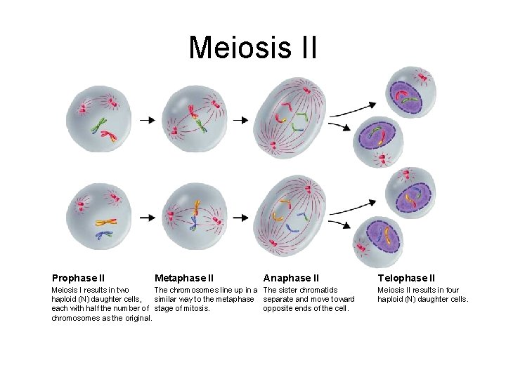 Meiosis II Prophase II Metaphase II Anaphase II Meiosis I results in two The Meiosis II Prophase II Metaphase II Anaphase II Meiosis I results in two The