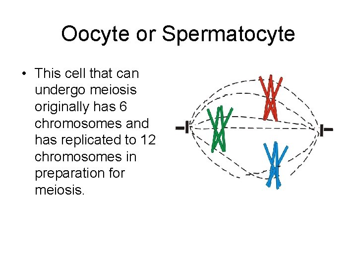 Oocyte or Spermatocyte • This cell that can undergo meiosis originally has 6 chromosomes Oocyte or Spermatocyte • This cell that can undergo meiosis originally has 6 chromosomes